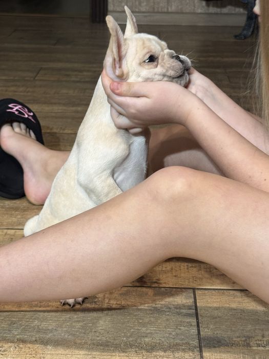 Мальчик кремовый .1,5 мес