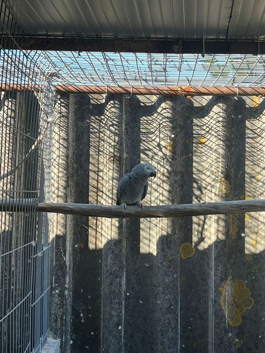 Casais papagaios cinzentos