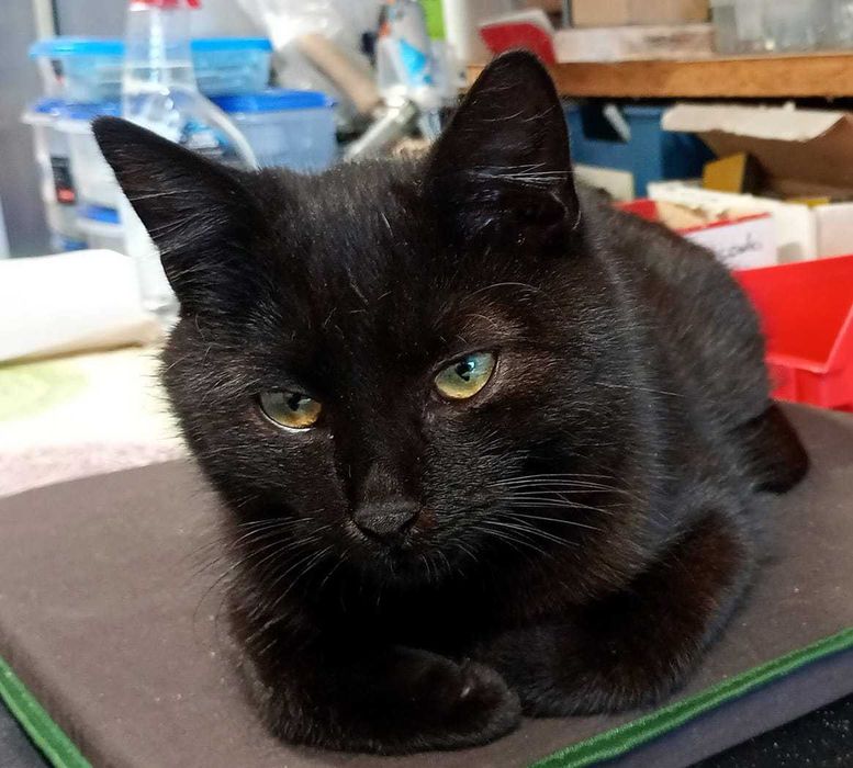 Czarny kocurek do adopcji