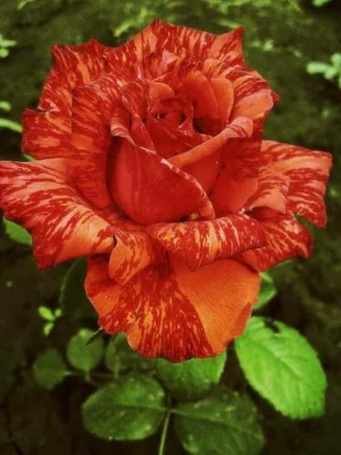 Roseira Variegata Riscada Red Tiger - PLANTA VIVA FLORES