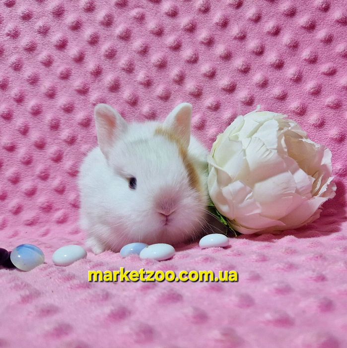 Міні кролик карликові карликовые кролики,мини,декоративний,найменший