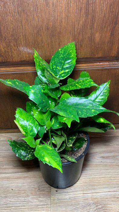 Аукуба  Японська