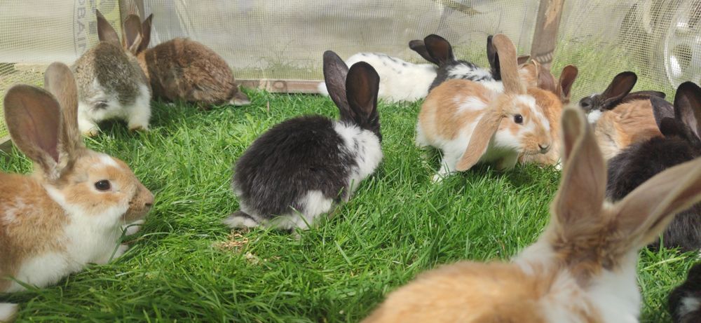 Króliki młode samce