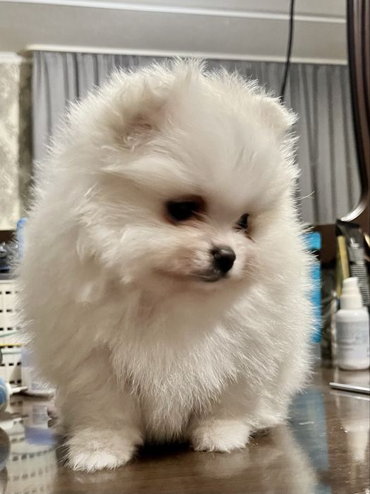 Померанский  шпиц мишки