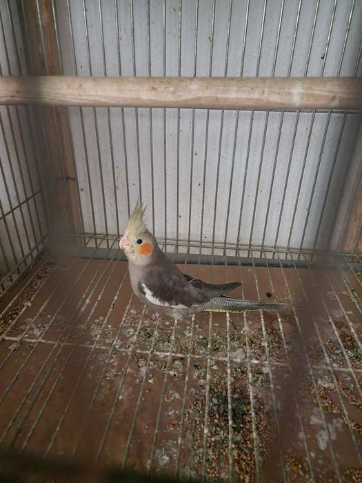 Roseicollis e caturras final 2025