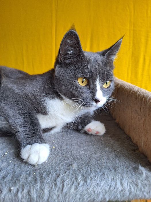 Стерилизованная пепельная кошка (1год) ищет дом! Отдам в хорошие руки!