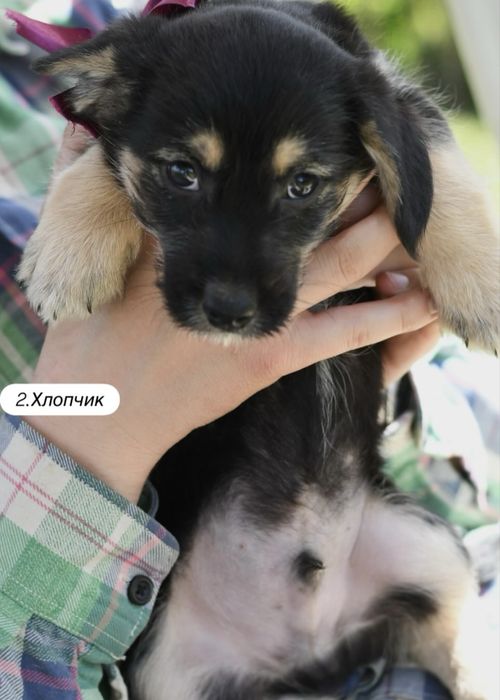 Цуценята шукають люблячу сімʼю