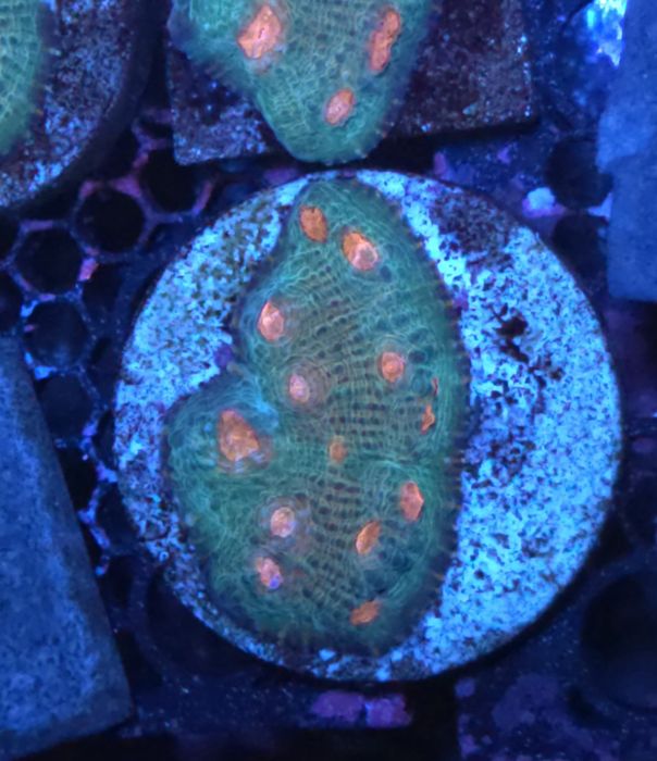 chalice mummy eye coral de água salgada