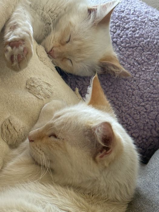 Gatos para adopção responsavel