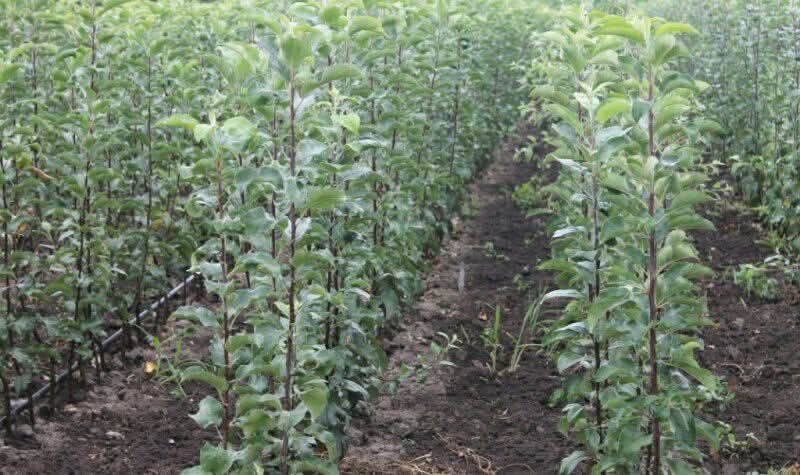 Саджанці яблуні в асортименті.