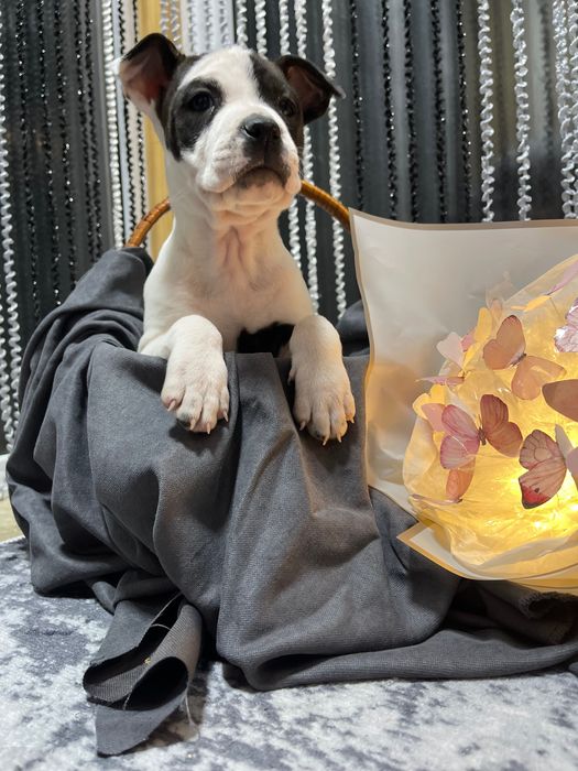 Американський стаффордширський терєр (амстафф)