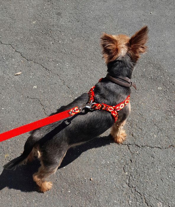 szelki dla małego psa s 25/47 ozdobne sunka ultra