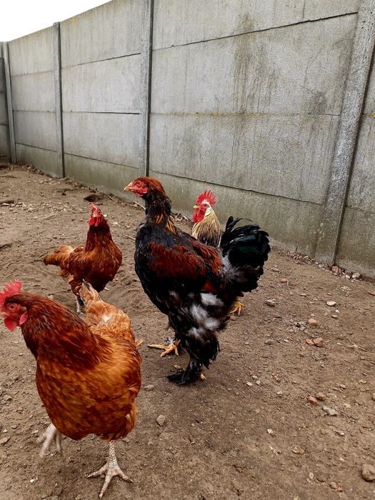 Sprzedam koguta brahme