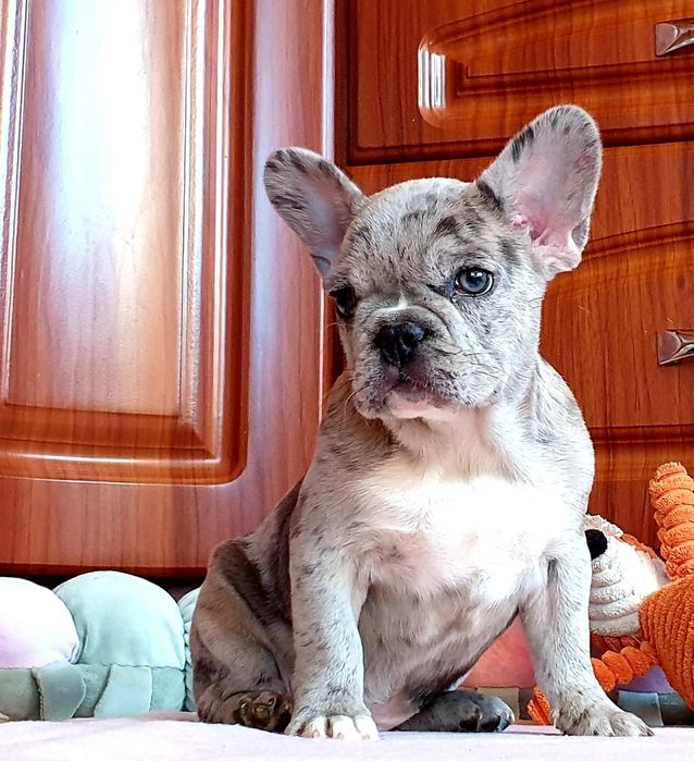 Urocza sunia buldog francuski