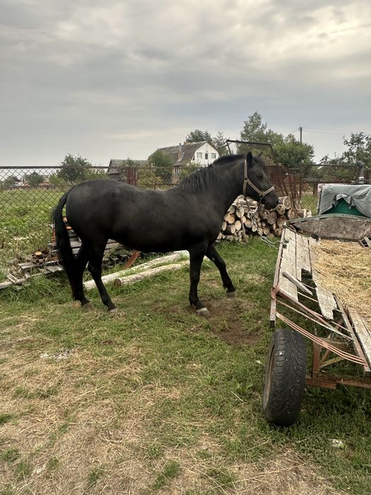 продається кобила 4 роки