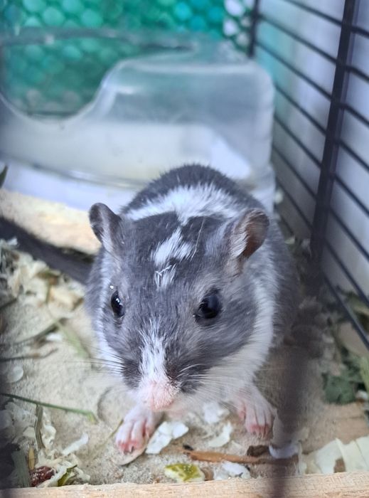 Myszoskoczki samiczki do adopcji