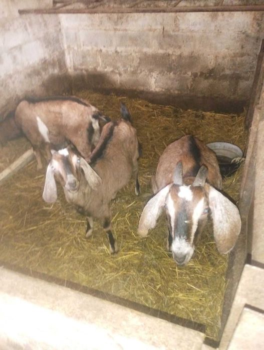 Продам кози,козлики,козлята