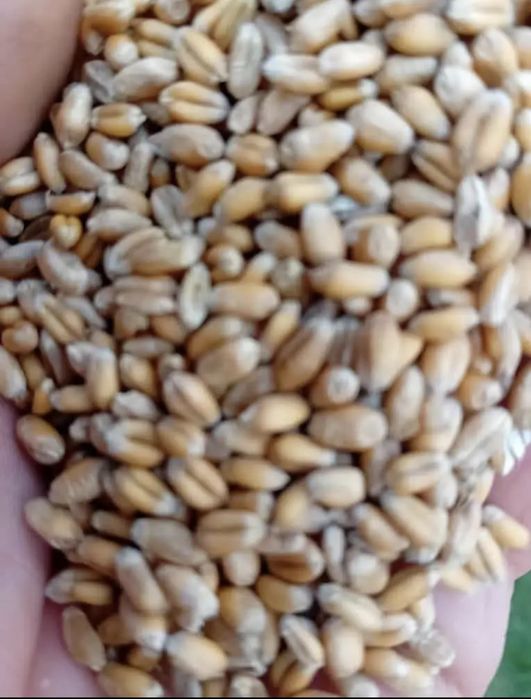 Sprzedam pszenicę ozimą ełforia