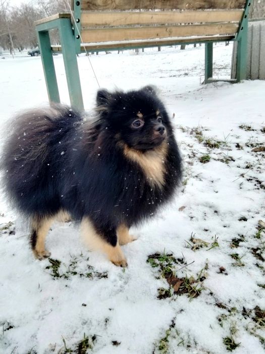Вязка померанський шпіц