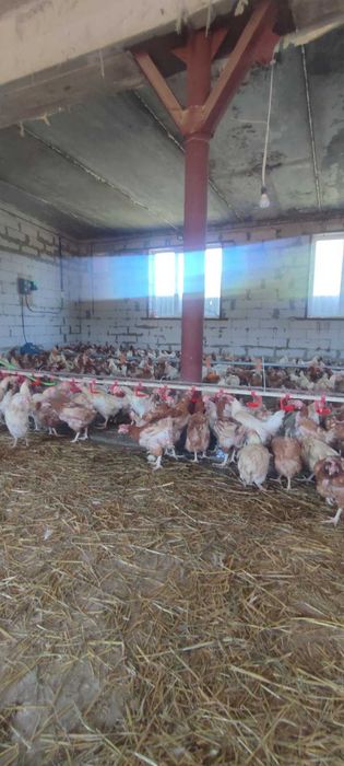 кури! Безкоштовна доставка!  Продам курей! Новгород СЕВЕРСКИЙ