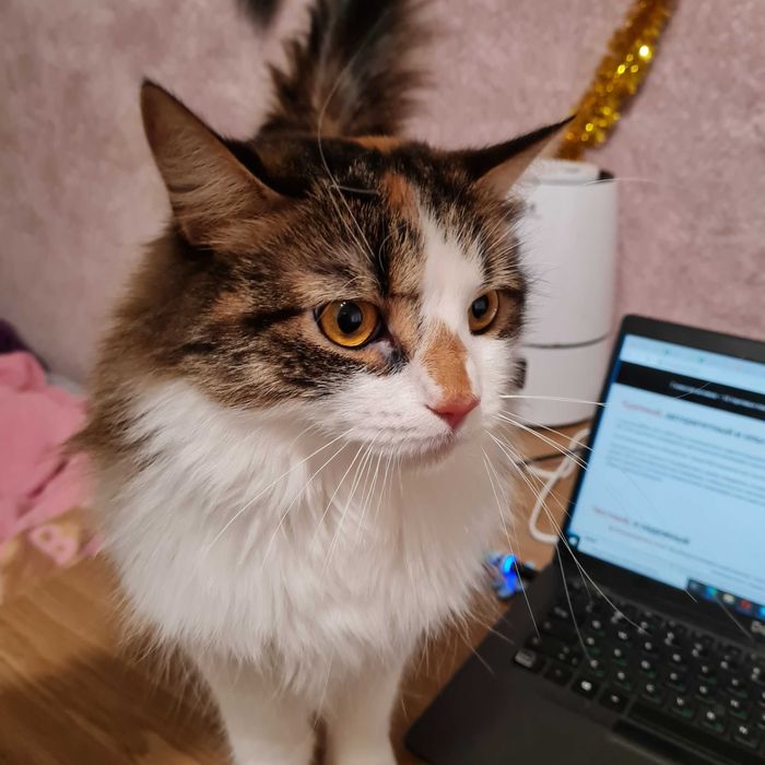 Ищем кошку, Соломенский район