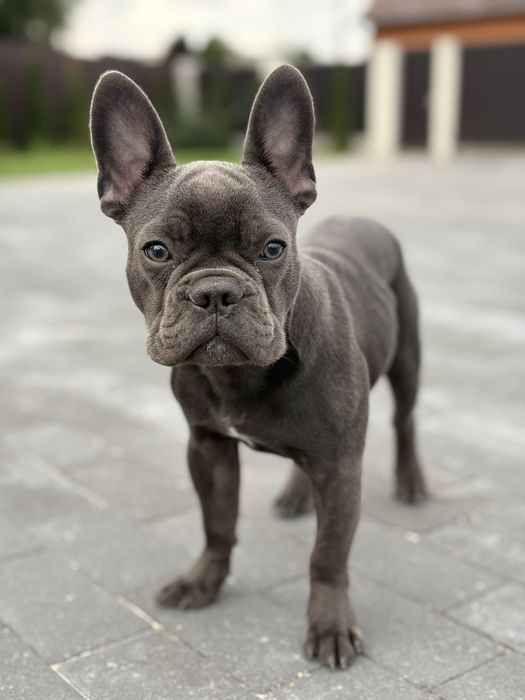 Продам французського бульдога