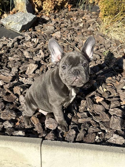 Голубой мальчик французкого бульдога