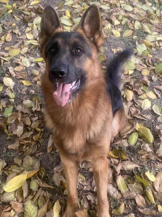 Красивый, спортивный кобель ищет невесту