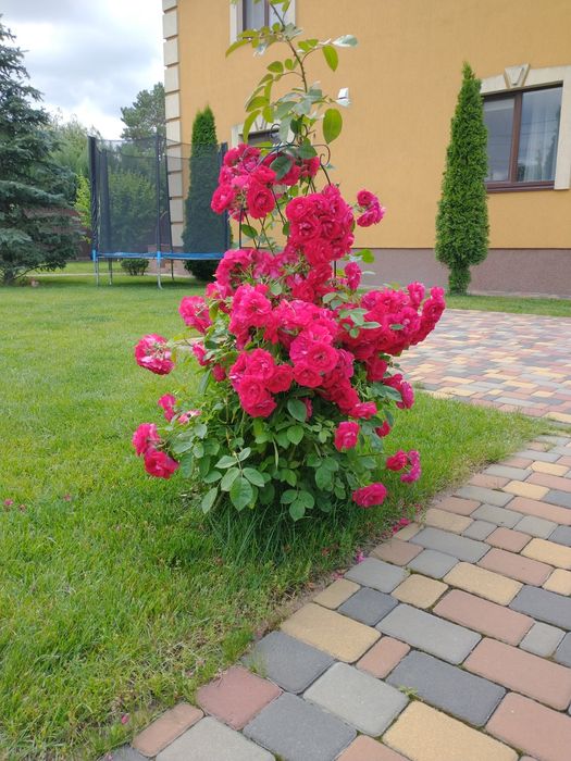 Послуги садівника