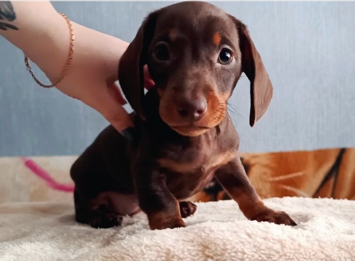 Миниатюрная такса шоколадка