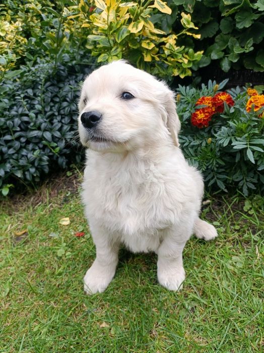 Szczenię Golden Retriever