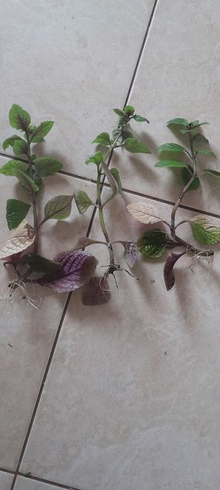 Komarzyca Nico ukorzenione szczepki