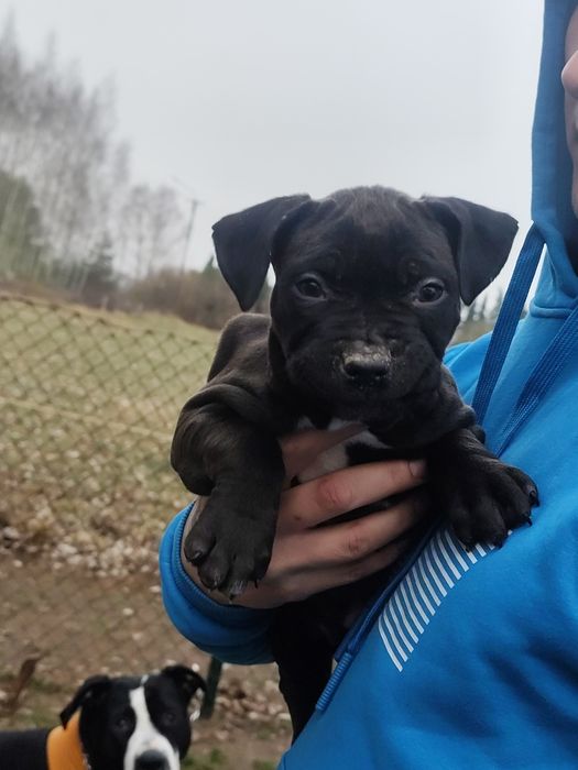 Pitbull suczka biało - czarna