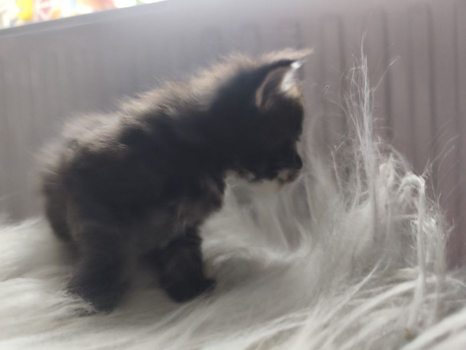 Sprzedam Maine coon