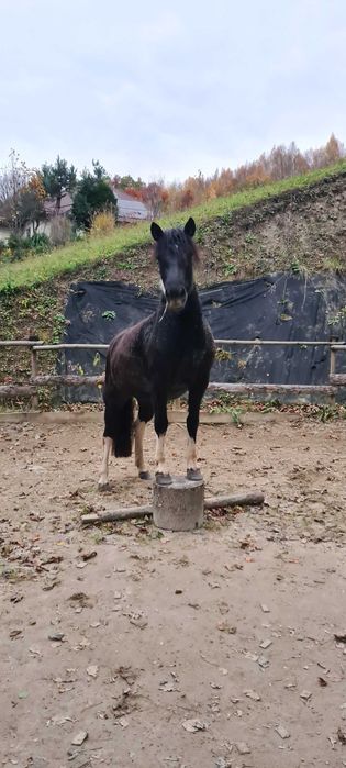 Klacz huculska 4 letnia