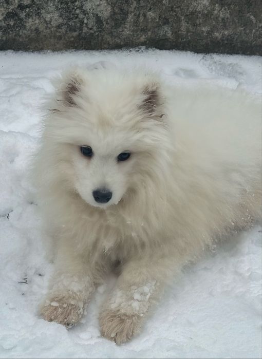 Самоїд хлопчик шукає свою родину