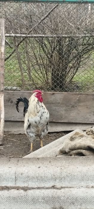 Півні та курочки домашні молоді, не полохливі, спокійні