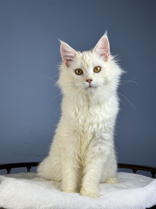 Котёнок мейн-кун мальчик 6 месяца редкий окрас