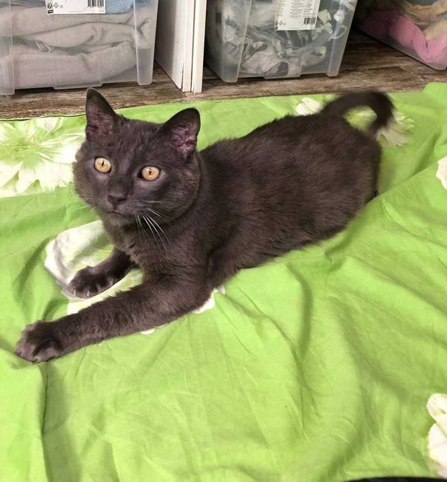 Серебристого кота Шартреза зовут Бусинка, ему приблизительно 3 года