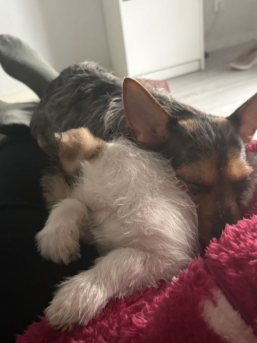 Dois cachorros pra dar