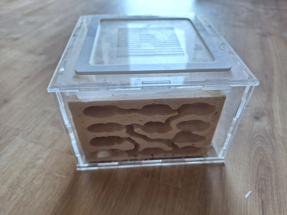 Formikarium z gniazdem gipsowym