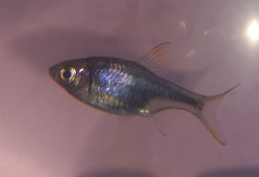 Ryby akwariowe rozbora klinika brzanka titejka wysmukła