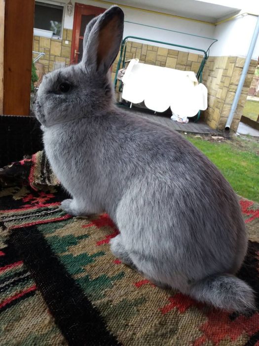 Продаються кролі