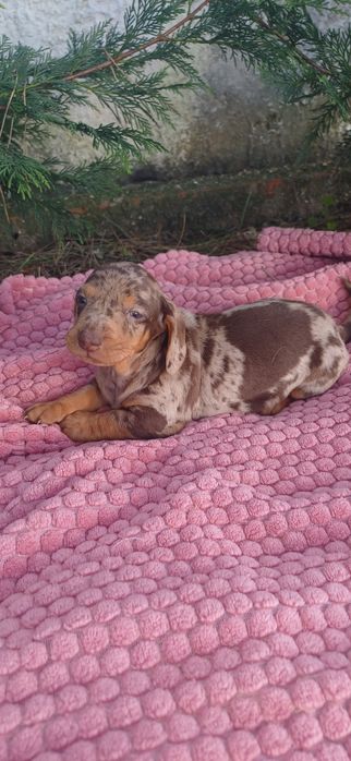 Teckel miniatura  macho alerquim