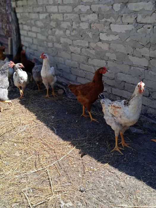 Продам домашних курчат