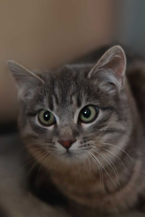 Кошенятко у добрі руки