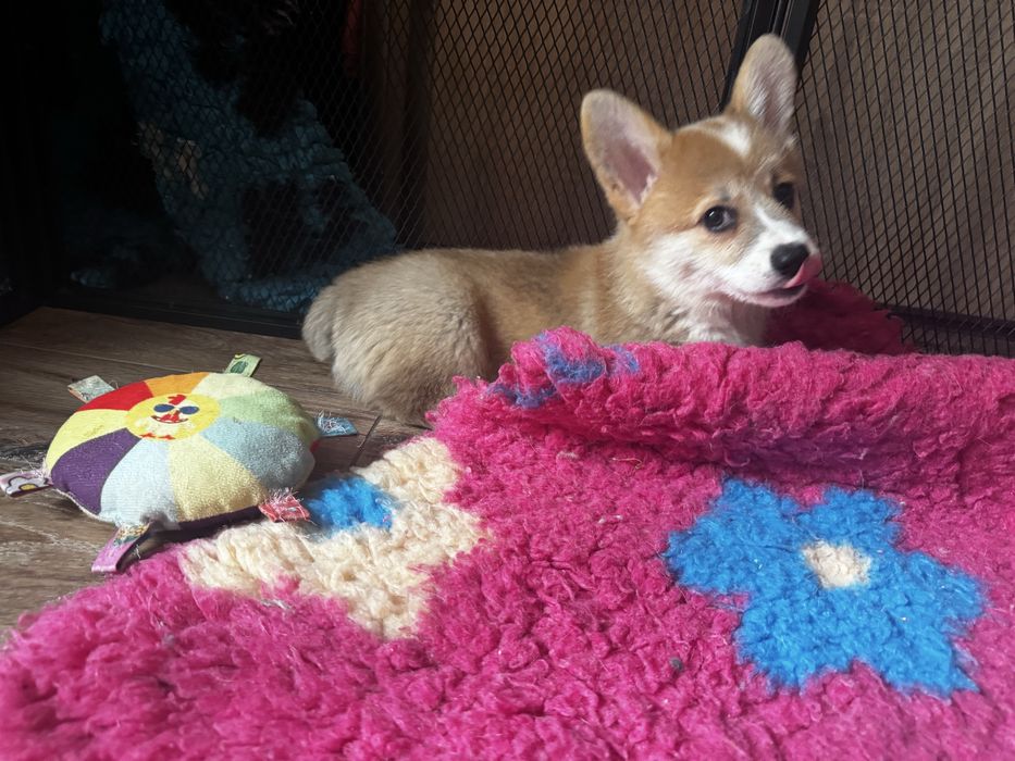 Welsh corgi pembroke - piekna suczka FCI