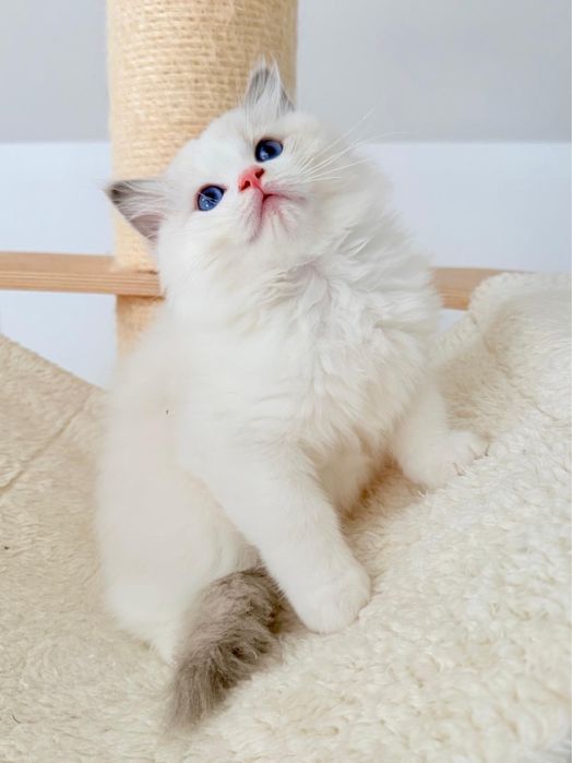 Kocur Ragdoll kociak blue bicolor, kot - rodowód FPL, Draco - gotowy do odbioru