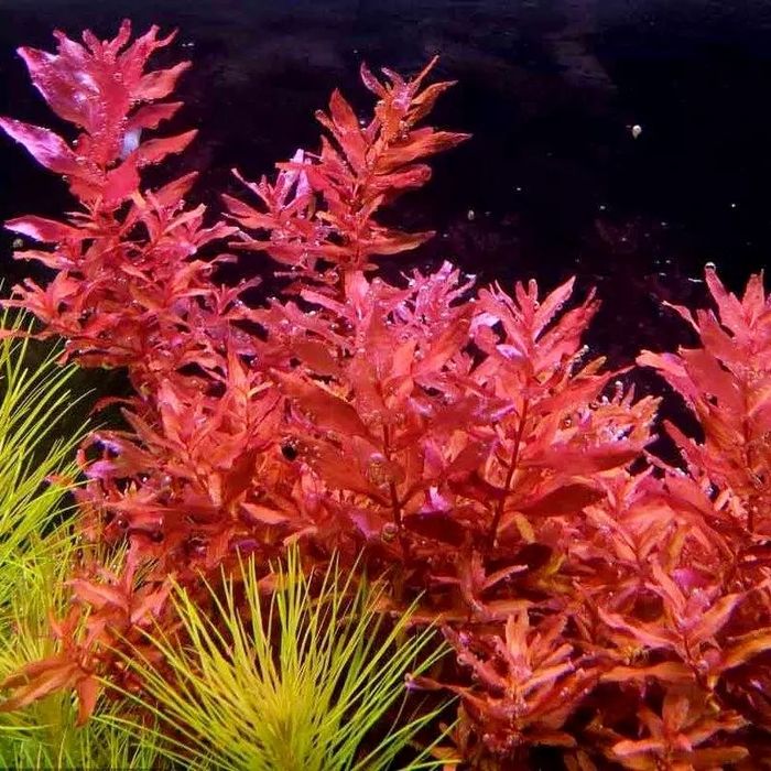 Rotala wspaniała macrandra