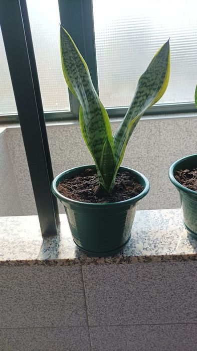 Vasos de espadas de são Jorge